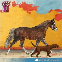 Horse Color:White Spotted Chocolate Palomino Splash Rabicano  and White Spotted Liver Chestnut Splash Rabicano 