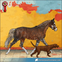 Horse Color:White Spotted Chocolate Palomino Splash Rabicano and White Spotted Liver Chestnut Splash Rabicano
