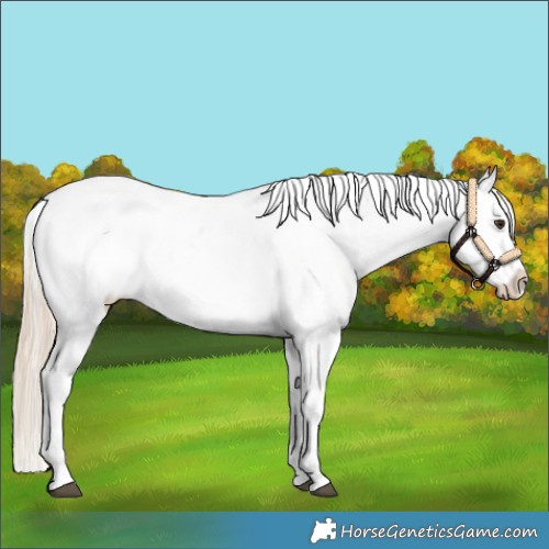 Horse Color:White Spotted Chocolate Palomino Sabino Appaloosa 