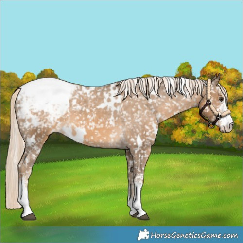 Horse Color:White Spotted Chocolate Palomino Sabino Appaloosa