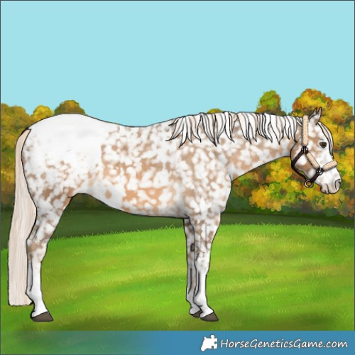 Horse Color:White Spotted Chocolate Palomino Sabino Snowcap 