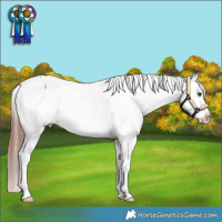 Horse Color:White Spotted Red Dun Appaloosa