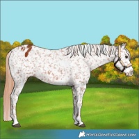 Horse Color:White Spotted Chestnut Sabino Snowflake Varnish 