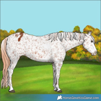 Horse Color:White Spotted Chestnut Sabino Appaloosa 