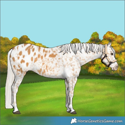Horse Color:White Spotted Palomino Appaloosa 
