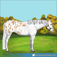 Horse Color:White Spotted Palomino Blanket 