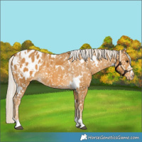 Horse Color:White Spotted Palomino Appaloosa 