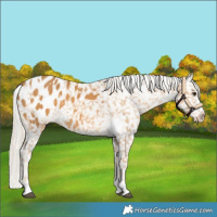 Horse Color:White Spotted Palomino Appaloosa