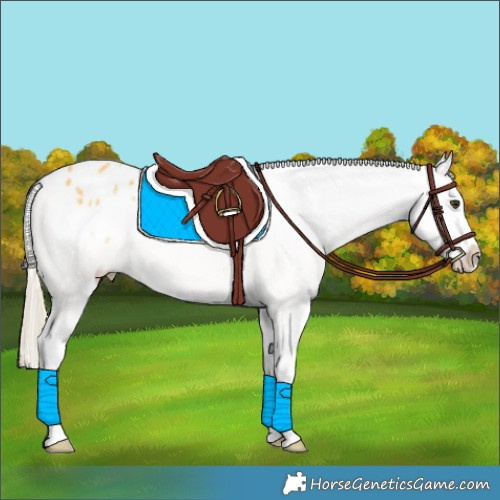 Horse Color:Palomino Sabino Appaloosa 