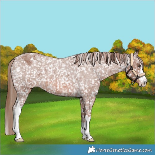 Horse Color:Red Roan Sabino Appaloosa 