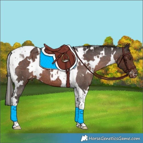 Horse Color:White Spotted Liver Chestnut Tobiano Appaloosa 