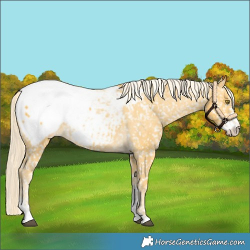 Horse Color:Palomino Sabino Appaloosa 