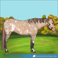 Horse Color:White Spotted Bay Dun Snowflake Varnish
