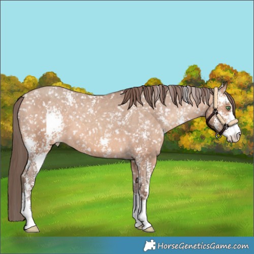 Horse Color:Amber Champagne Sabino Appaloosa 