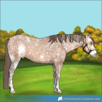 Horse Color:Amber Champagne Sabino Appaloosa 