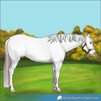 Horse Color:Amber Champagne Sabino Snowflake Varnish