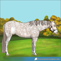 Horse Color:Amber Champagne Sabino Appaloosa 