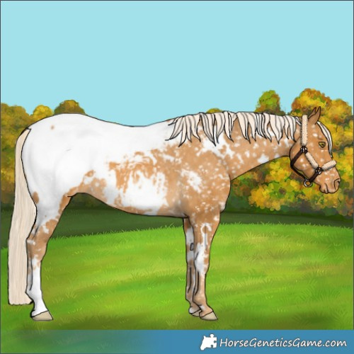 Horse Color:White Spotted Palomino Appaloosa 