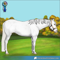 Horse Color:White Spotted Palomino Appaloosa 