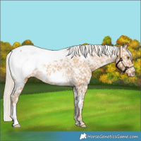 Horse Color:White Spotted Palomino Appaloosa 