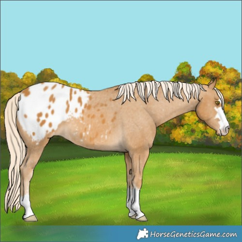 Horse Color:Palomino Appaloosa 