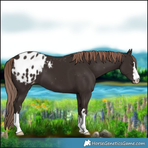 Horse Color:Liver Chestnut Appaloosa