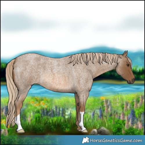 Horse Color:Chocolate Palomino Roan 