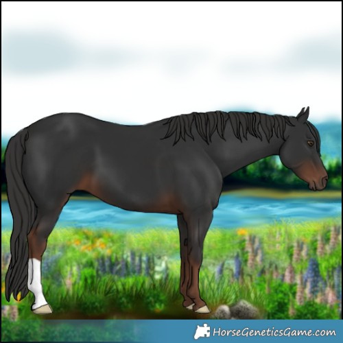 Horse Color:Liver Chestnut 