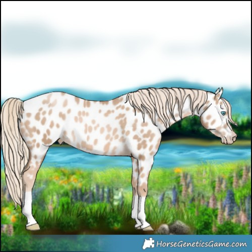 Horse Color:Chocolate Palomino Pearl Near Leopard