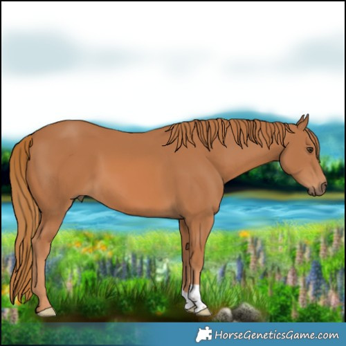 Horse Color:Chestnut 