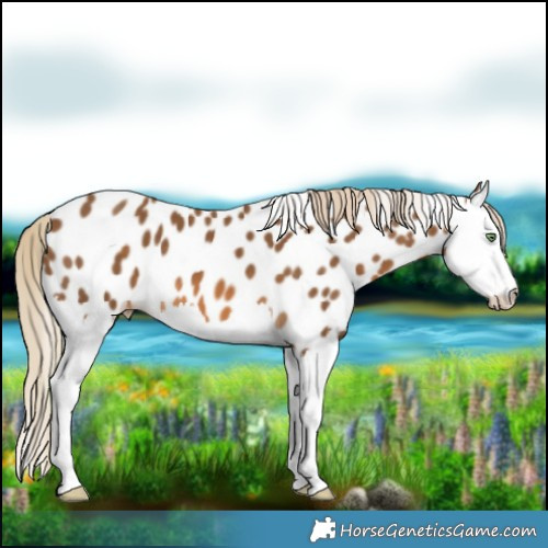 Horse Color:Chocolate Palomino Splash Near Leopard 