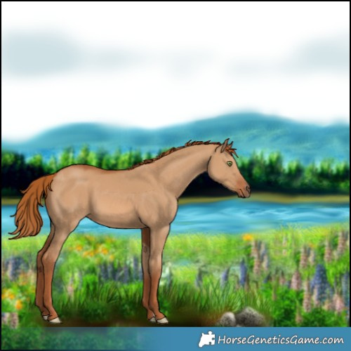Horse Color:Red Dun 