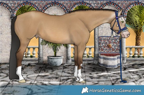 Horse Color:Gray Amber Champagne Dun