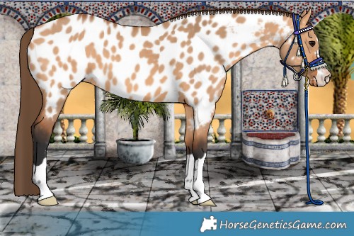 Horse Color:Bay Dun Appaloosa