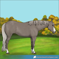 Horse Color:Silver Grullo 