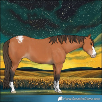 Horse Color:Bay Appaloosa 