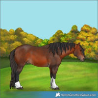 Horse Color:Bay Tobiano 