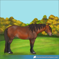 Horse Color:Bay 