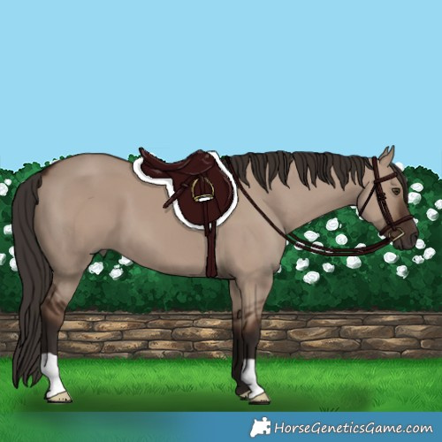 Horse Color:Liver Red Dun 