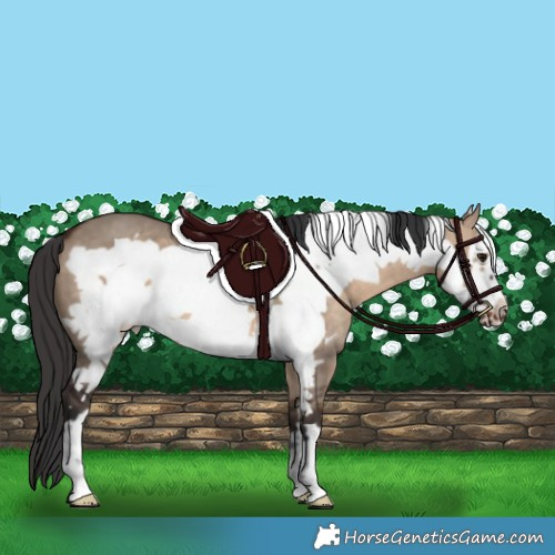 Horse Color:Brown Dun Frame