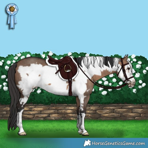 Horse Color:Brown Dun Frame 