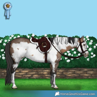 Horse Color:Brown Dun Frame 