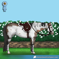 Horse Color:Brown Dun Frame 