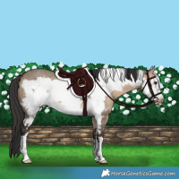 Horse Color:Brown Dun Frame 