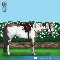 Horse Color:Brown Dun Frame 
