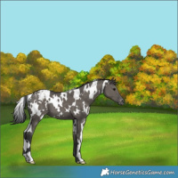 Horse Color:White Spotted Grullo Appaloosa 