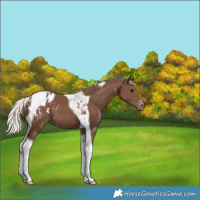 Horse Color:Silver Black Tobiano Appaloosa