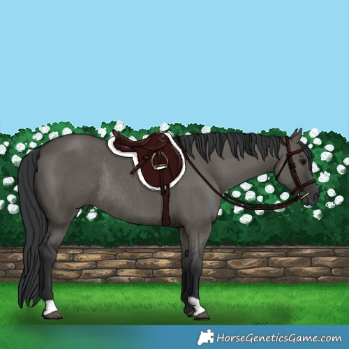 Horse Color:Grullo Rabicano 