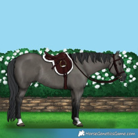 Horse Color:Grullo Rabicano 