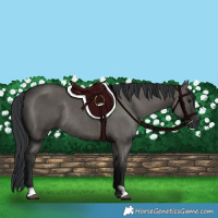 Horse Color:Grullo Rabicano 